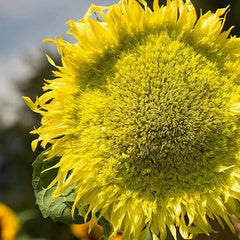 Sunflower, Zeus Hybrid Seeds