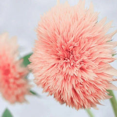 Pink Pooh Sunflower Seeds