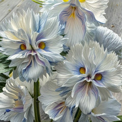 Big Face Flower Seeds