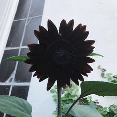 Obsidian Sunflower Seeds