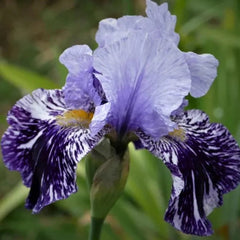 Iris germanica 'Millennium Falcon'