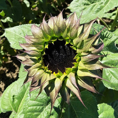 Sunflower Seeds - SunFill Purple