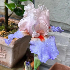 Iris Germanica 'French Cancan'