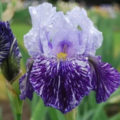 Iris germanica 'Millennium Falcon'