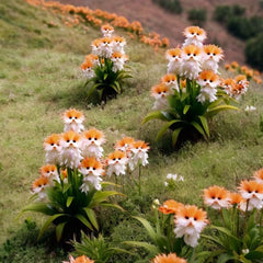 Amazing plants! Cat's eye dazzle