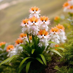 Amazing plants! Cat's eye dazzle