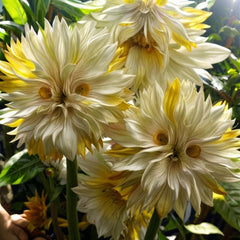Big Face Flower Seeds