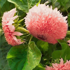 Pink Pooh Sunflower Seeds