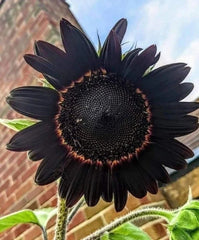 Obsidian Sunflower Seeds