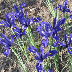 Sapphire Beauty Dutch Iris