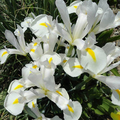 Excelsior Dutch Iris
