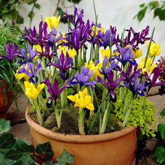 Species Iris Mix
