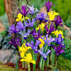 Species Iris Mix