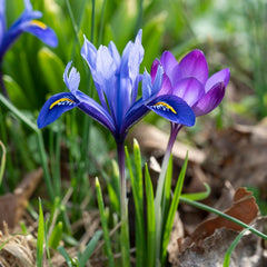 Dark Blue Species Iris