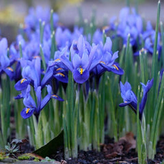 Dark Blue Species Iris