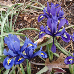 Dark Blue Species Iris