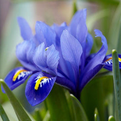 Dark Blue Species Iris