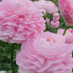 Ranunculus Rose Chiaro Corms Bulbs Growing Bonsai Roots Rhizomes Tubers Potted Planting Reblooming Fragrant Garden Species Blooms Flower Seeds Plant Gardening - Seedsplant