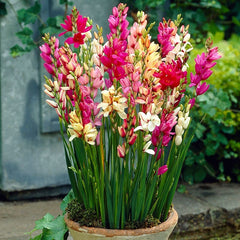Ixia Mix