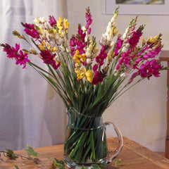 Ixia Mix