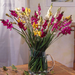 Ixia Mix