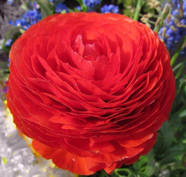 Red Color Flower Ranunculus Corms Bulbs Persian Buttercup Growing Bonsai Roots Rhizomes Tubers Potted Planting Reblooming Fragrant Garden Species Blooms Flower Seeds Plant Gardening