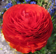 Red Color Flower Ranunculus Corms Bulbs Persian Buttercup Growing Bonsai Roots Rhizomes Tubers Potted Planting Reblooming Fragrant Garden Species Blooms Flower Seeds Plant Gardening