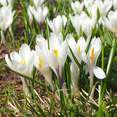 Joan Of Arc Dutch Crocus