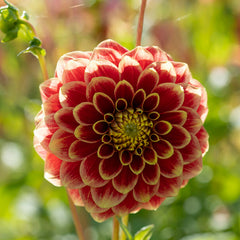 Jowey Hubert Ball Dahlia