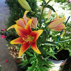 Kaveri Oriental Asiatic Lily Bulbs