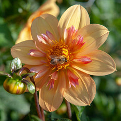 Kelsey Annie Joy Collarette Dahlia