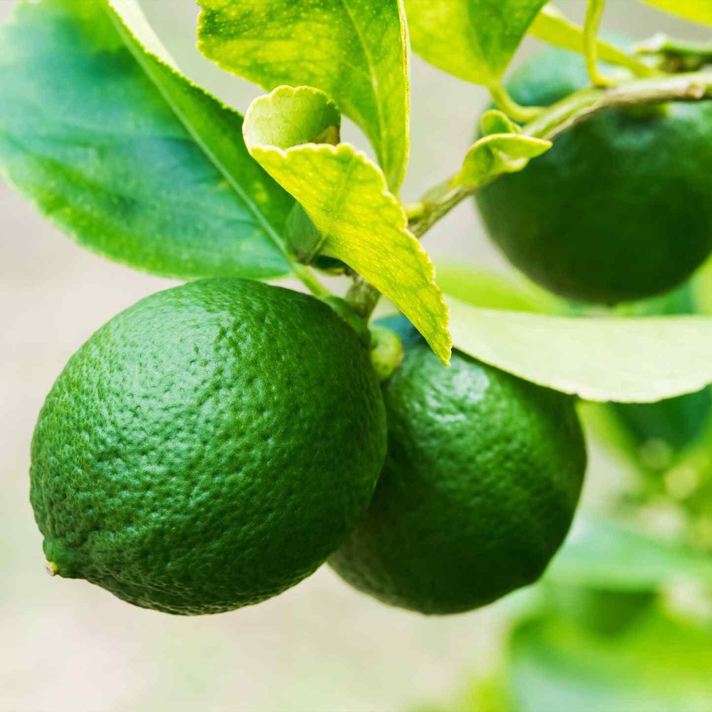 Bush Brand Key Key Lime Bush | Seedsplant
