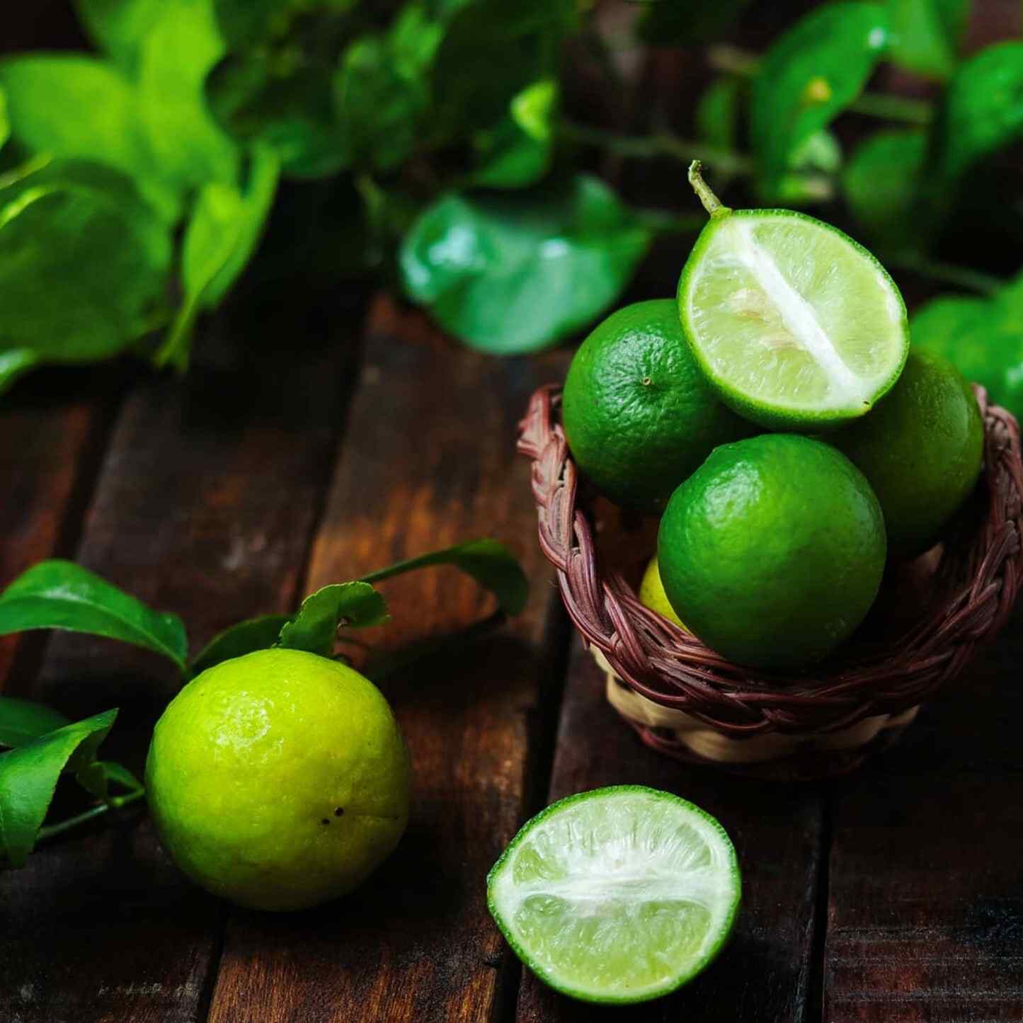 Key Lime Bush | Seedsplant