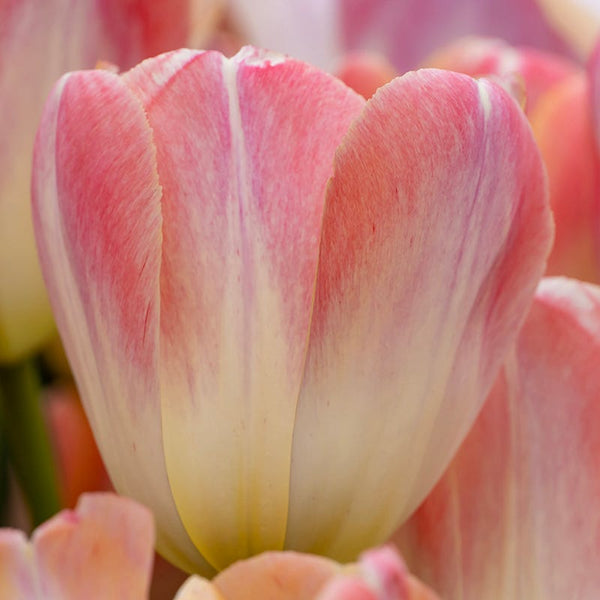 Kunyun Darwin Tulip