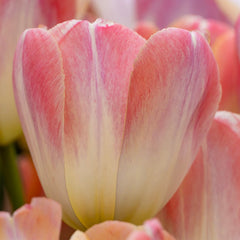 Kunyun Darwin Tulip