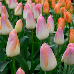 Kunyun Darwin Tulip
