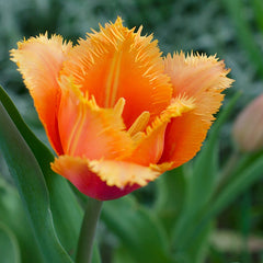 Sunset Hues Flower Bulb Collection