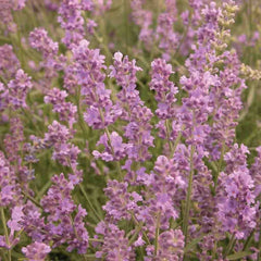 Lavender, Munstead Seeds, 400mg