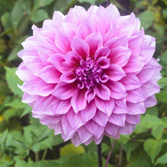 Harmonic Dahlia Collection