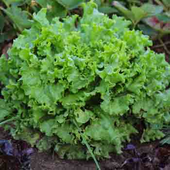 Lettuce Seeds - Grand Rapids TBR