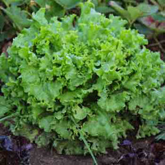 Lettuce Seeds - Grand Rapids TBR