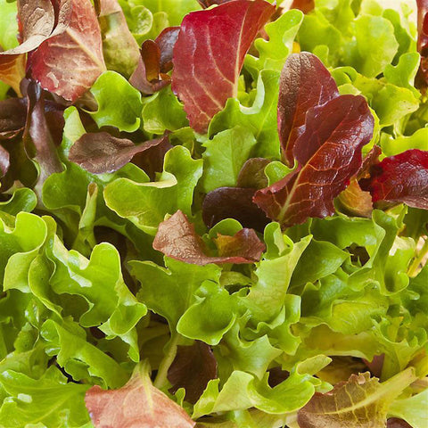 Lettuce Seeds - Heatwave Blend