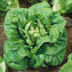 Lettuce Seeds - Little Gem