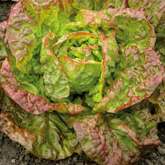 Lettuce Seeds - Marvel of Four Seasons