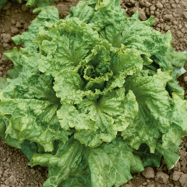 Lettuce Seeds (Organic) - Black Seeded Simpson
