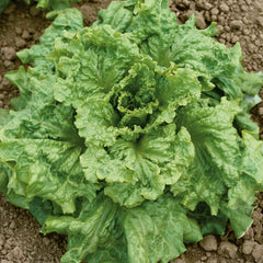 Lettuce Seeds (Organic) - Black Seeded Simpson