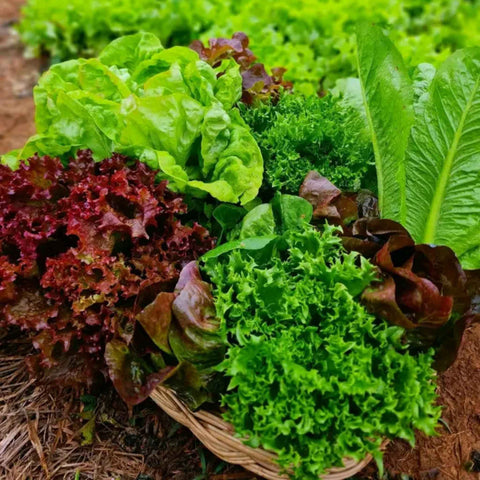Lettuce Seeds (Organic) - Garden Blend