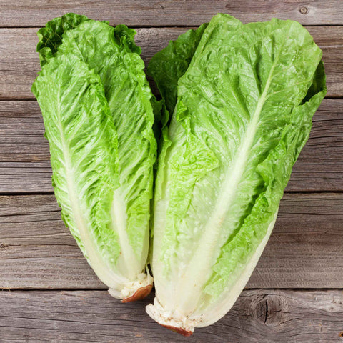 Lettuce Seeds (Organic) - Parris Island Cos