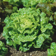 Lettuce Seeds (Organic) - Tom Thumb