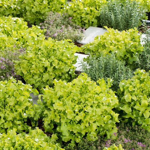 Lettuce Seeds - Salad Bowl - Green